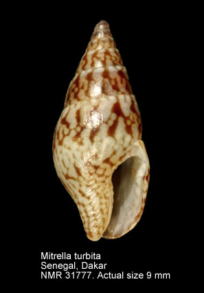 Mitrella turbita.jpg - Mitrella turbita(Duclos,1840)